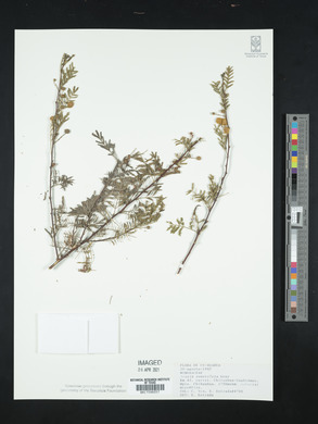 Acacia constricta image