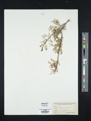 Acacia constricta image