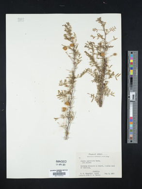 Acacia constricta image