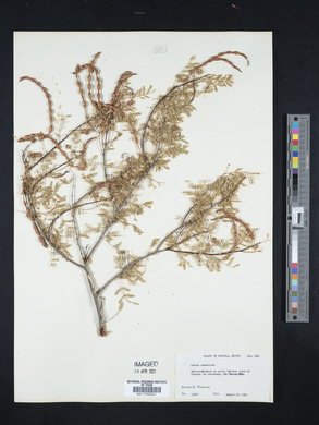 Acacia constricta image