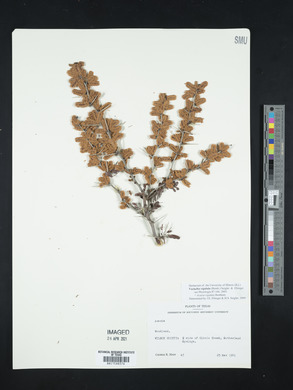 Vachellia rigidula image