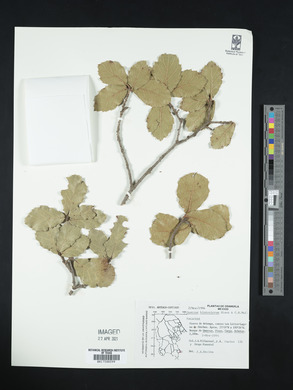 Quercus hintoniorum image