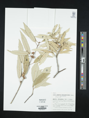 Quercus hypoleucoides image