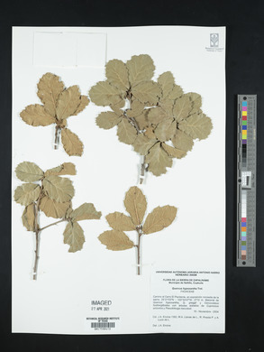 Quercus hypoxantha image