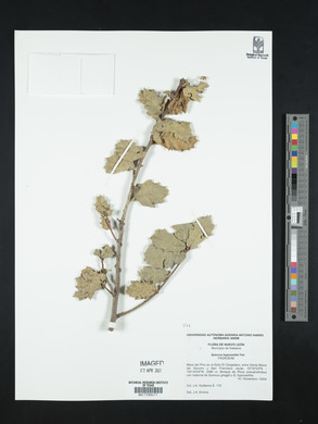 Quercus hypoxantha image