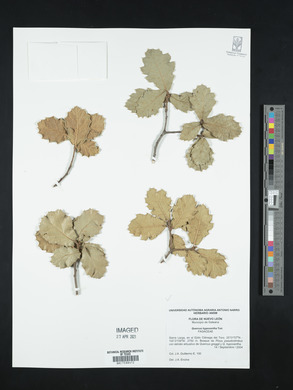 Quercus hypoxantha image