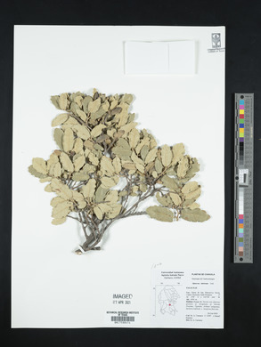 Quercus intricata image