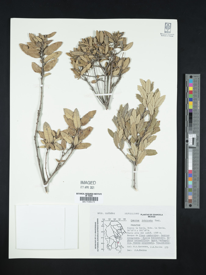 Quercus intricata image