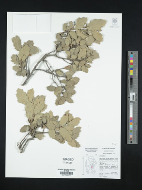 Quercus invaginata image