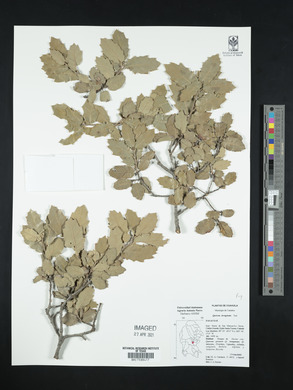 Quercus invaginata image