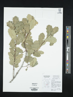 Quercus invaginata image