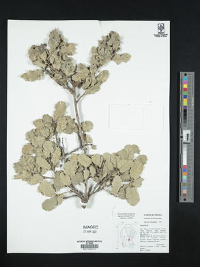 Quercus invaginata image