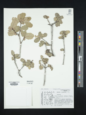 Quercus invaginata image