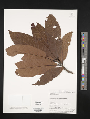 Quercus humboldtii image