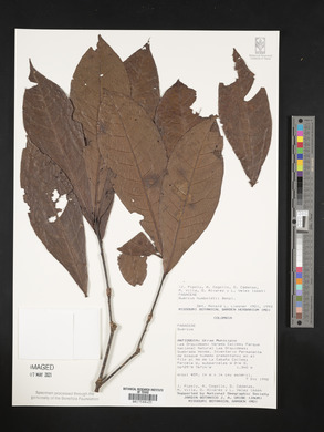 Quercus humboldtii image