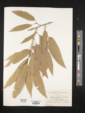 Quercus acutissima image