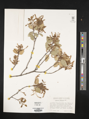 Quercus agrifolia image