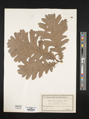 Quercus conferta image