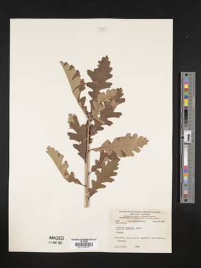 Quercus gambelii image