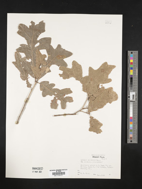 Quercus harbisonii image