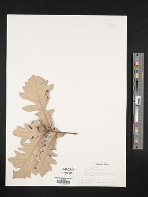 Quercus x hillii image