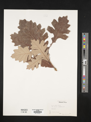 Quercus x hillii image