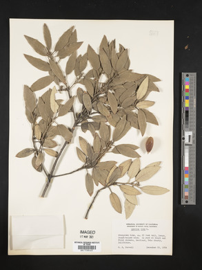 Quercus ilex image