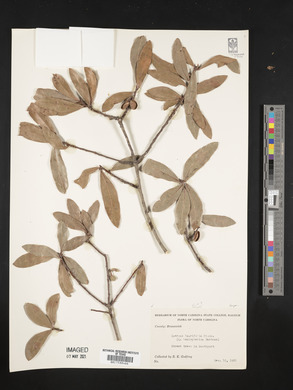Quercus laurifolia image