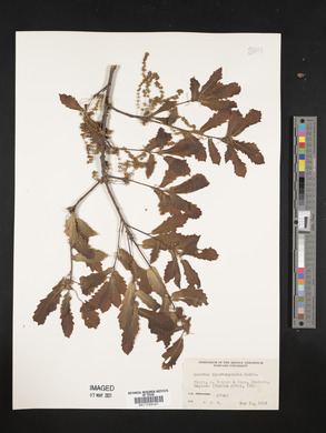 Quercus wutaishanica image