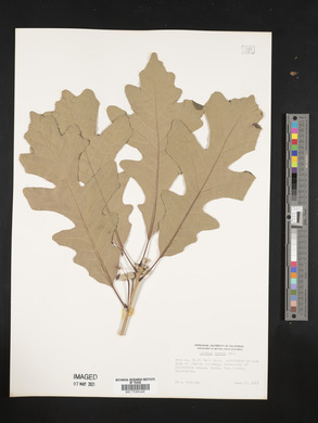 Quercus lyrata image