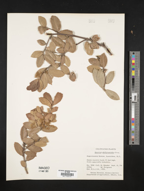 Quercus phillyraeoides image