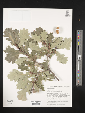 Quercus robur image