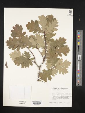 Quercus robur image