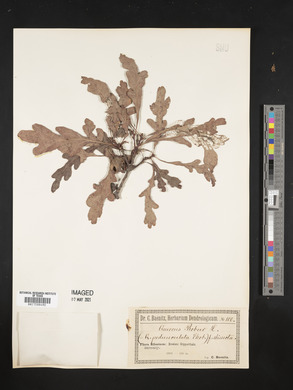 Quercus robur image