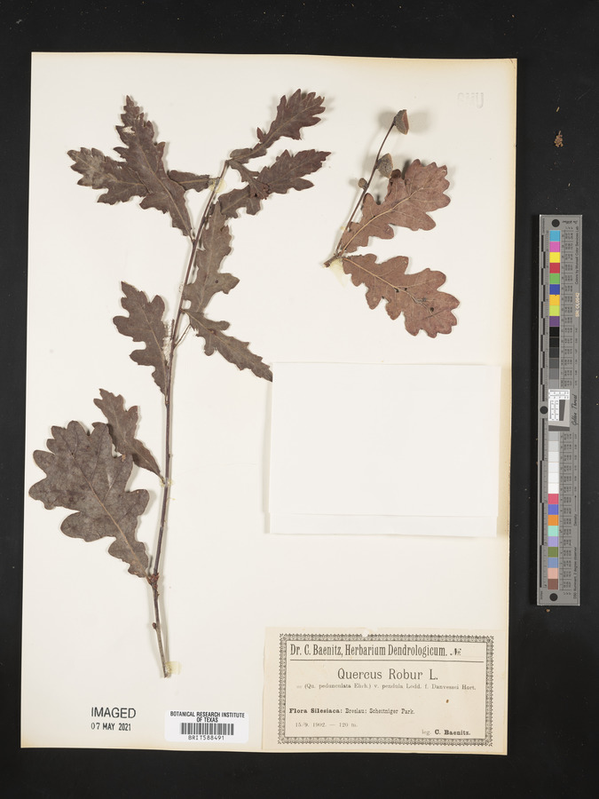 Quercus robur image