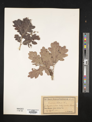 Quercus robur image