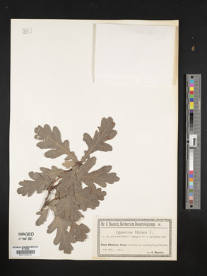 Quercus robur image