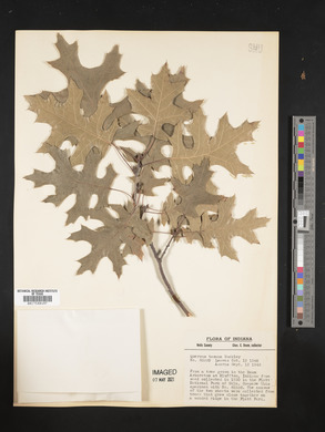 Quercus texana image