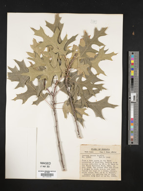 Quercus texana image