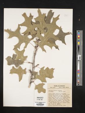 Quercus texana image