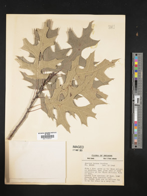 Quercus texana image