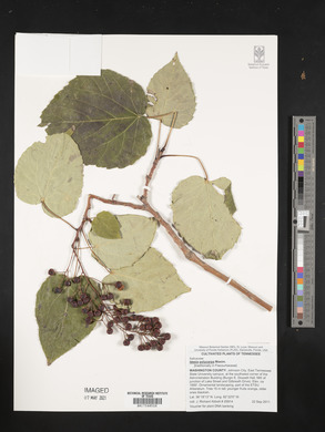 Idesia polycarpa image