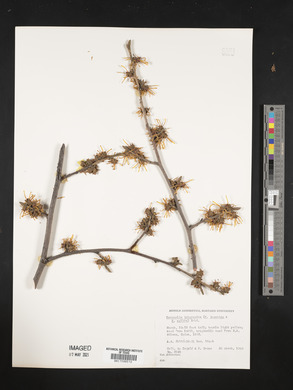 Hamamelis intermedia image