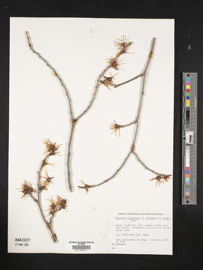 Hamamelis intermedia image