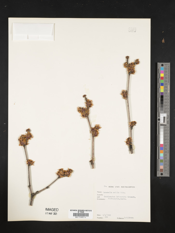 Hamamelis mollis image