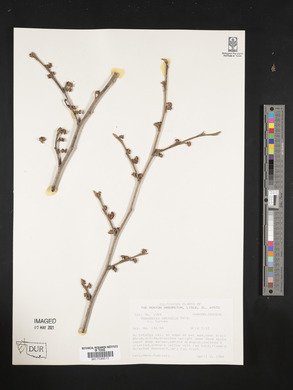 Hamamelis vernalis image