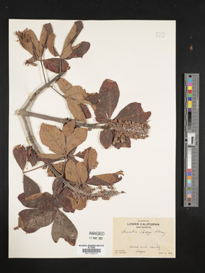 Aesculus parryi image