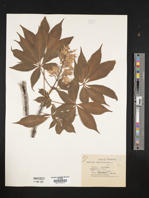 Aesculus hippocastanum image