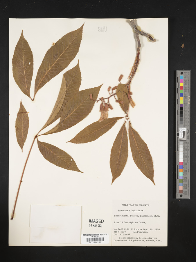 Aesculus x hybrida image