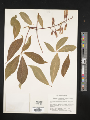 Image of Aesculus x mutabilis